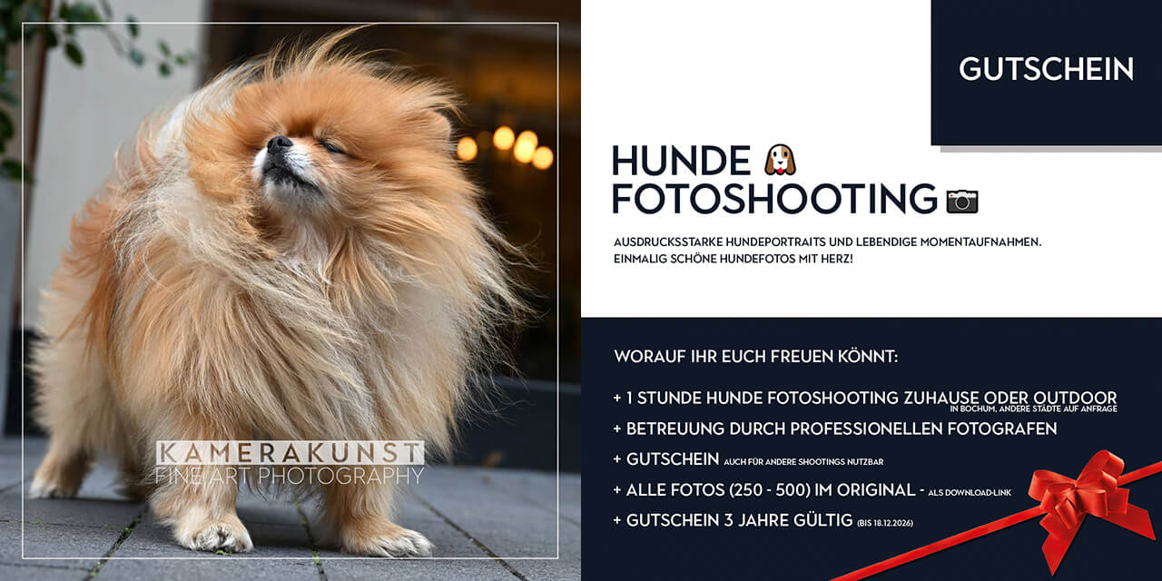 Gutschein für Hunde-Fotoshooting als besonderes Geschenk 🎁