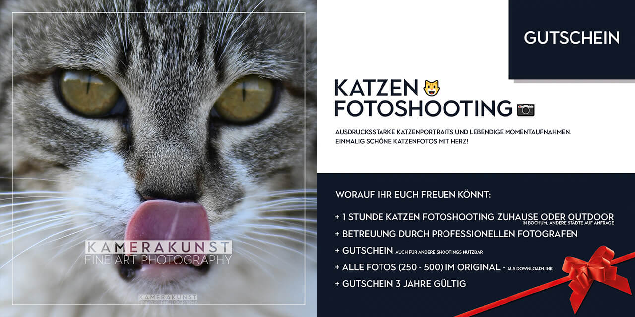 Gutschein für Katzen-Fotoshooting als besonderes Geschenk 🎁