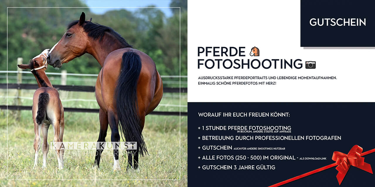 Gutschein für Pferde-Fotoshooting als besonderes Geschenk 🎁