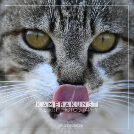 Gutschein für Katzen-Fotoshooting