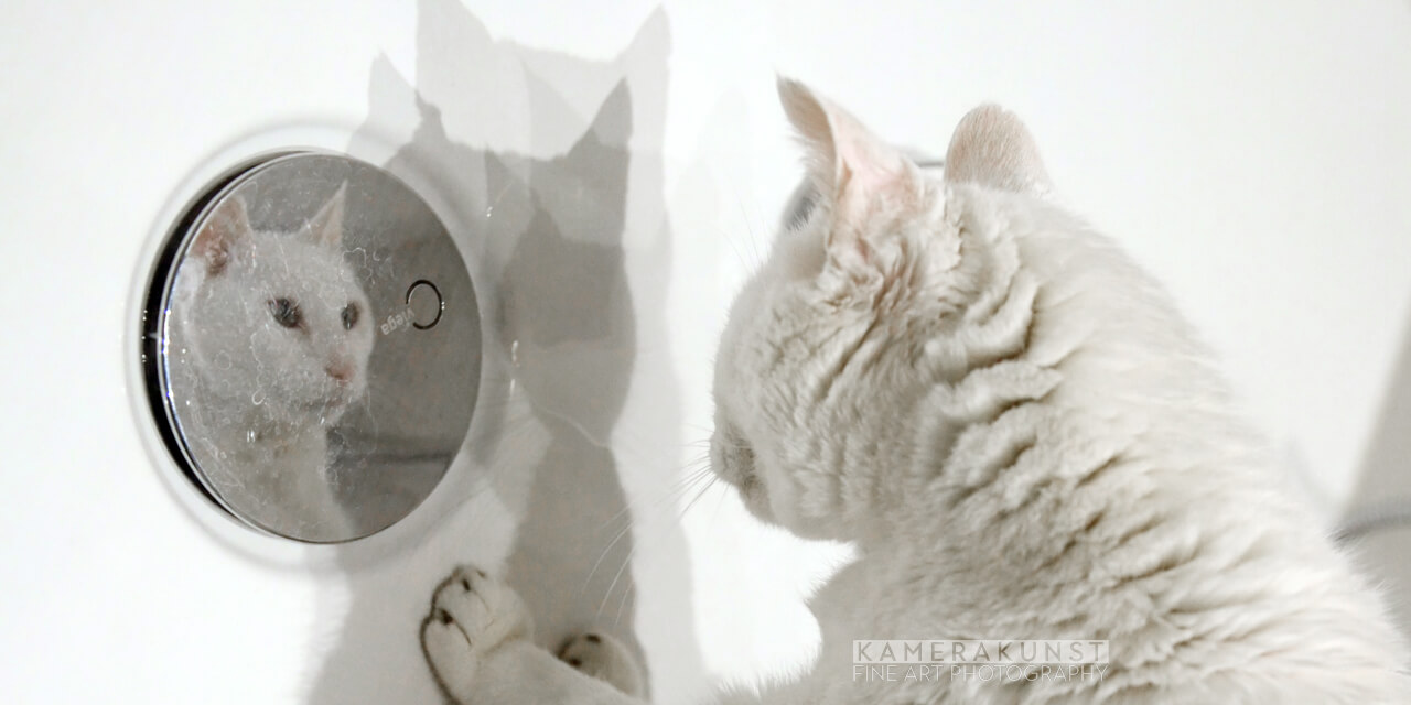 Katzenfotograf mit Herz 😻 Katzenfotografie