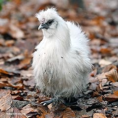Hühnerfotografie Zwerg-Seidenhühner