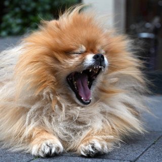 „Ich bin ein gefährlicher Löwe!“ Manche Hunde können sich beim Fotoshooting leicht in andere Tiere verwandeln.