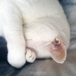 Was gibt es Schöneres als eine Katze, die sich zusammenrollt und einschläft. Die Zufriedenheit und ausgestrahlte Ruhe sind einzigartig.