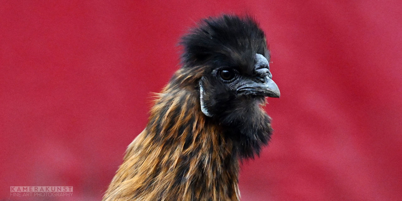 Hühnerfotografie Zwerg-Seidenhühner 🐓 Hühnerfotograf