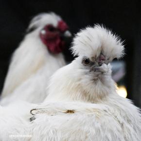 Hühnerfotografie Zwerg-Seidenhühner Hühnerfotograf