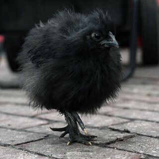 Auch ein schwarzes Huhn findet einmal ein Korn (Lebensweisheit