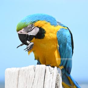 Papageien Vogelfotografie 🦜 Papageienfotograf, Vogelfotografie NRW