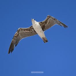 Möwe | Vogelfotografie